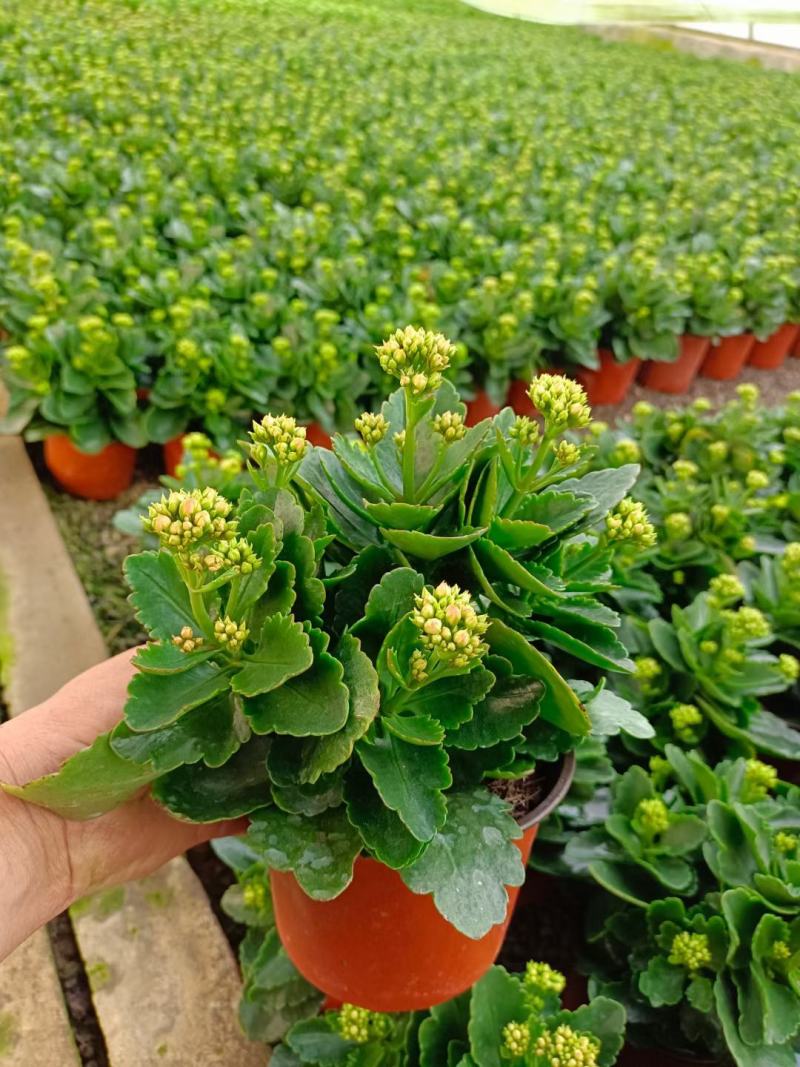 长寿花盆栽，租摆观赏花卉，花卉基地现货批发