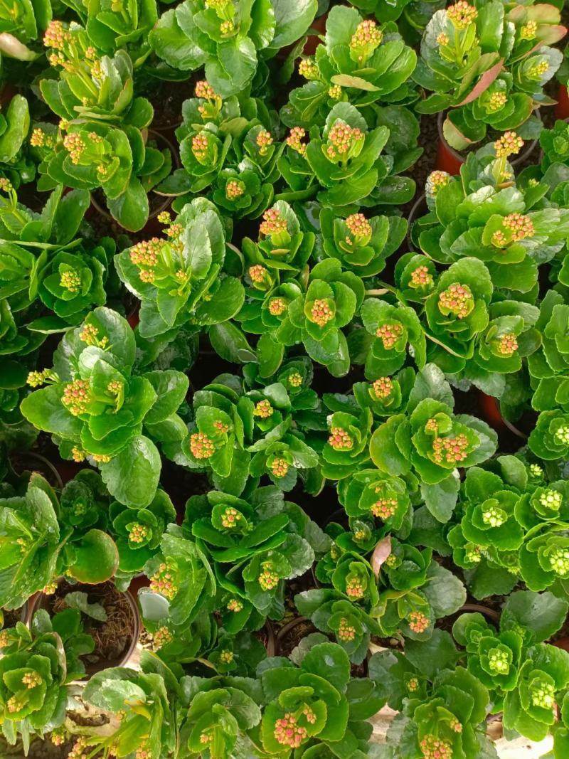 长寿花盆栽，租摆观赏花卉，花卉基地现货批发