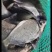 鳊鱼大小规格齐全塘口供应免费提供养殖技术
