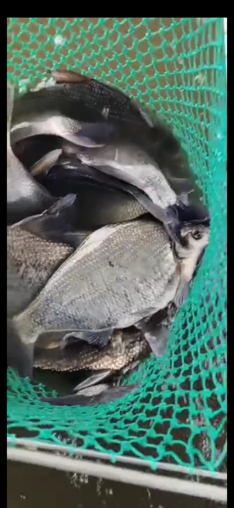 鳊鱼大小规格齐全塘口供应免费提供养殖技术