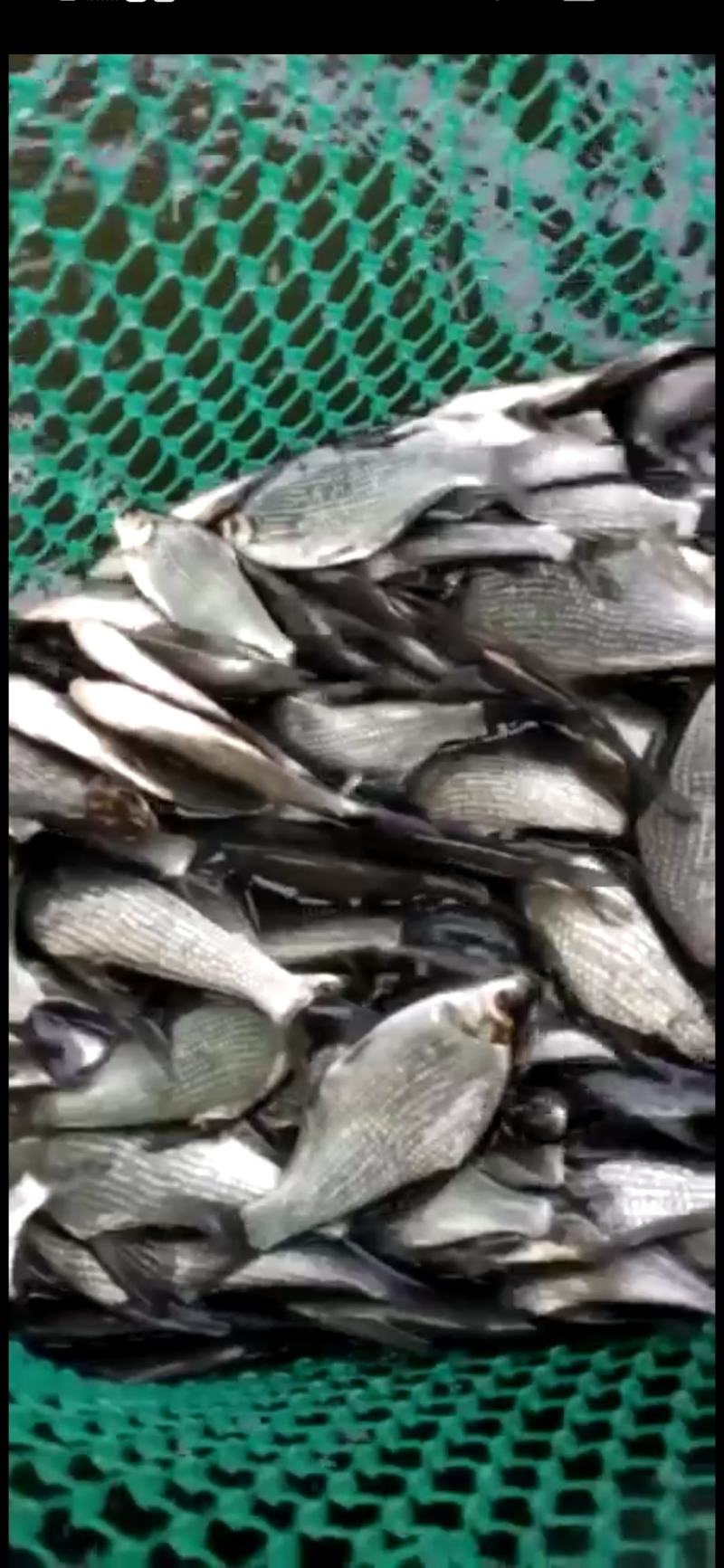 鳊鱼大小规格齐全塘口供应免费提供养殖技术