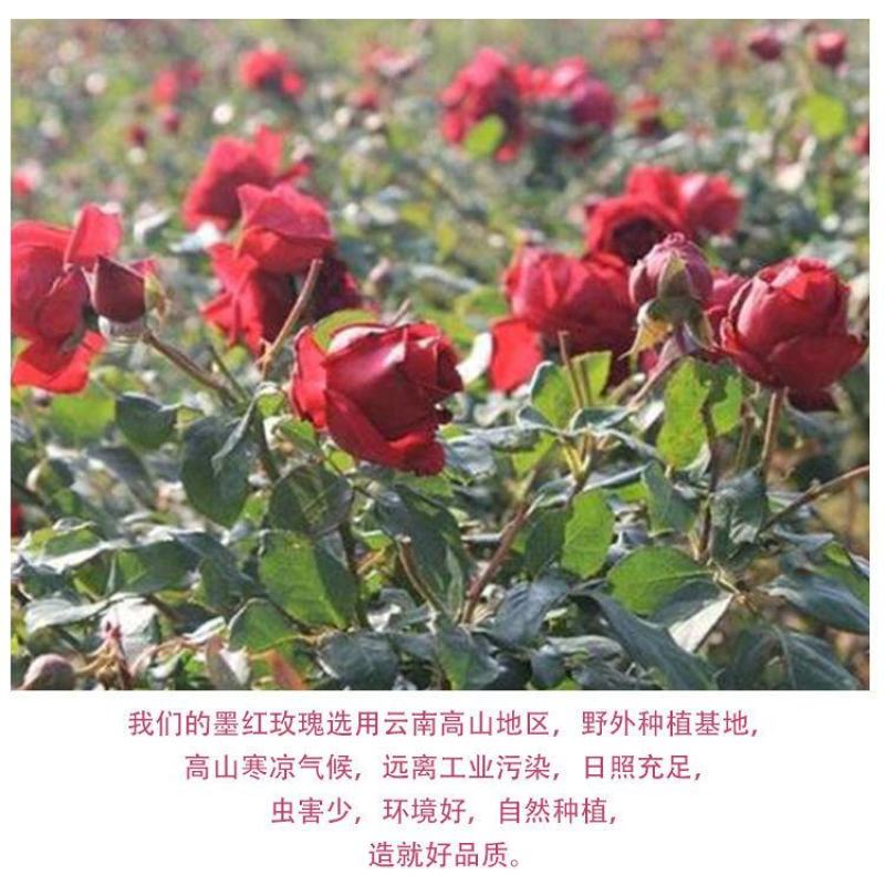 墨红玫瑰花茶烤干大朵玫瑰花冠玫瑰园基地直发