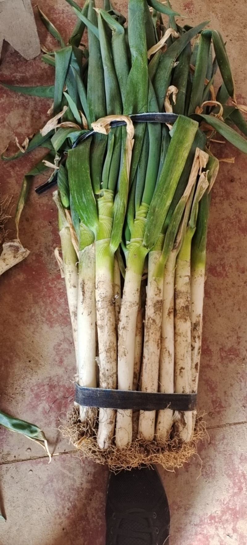 铁杆大葱，货源充足，常年供货