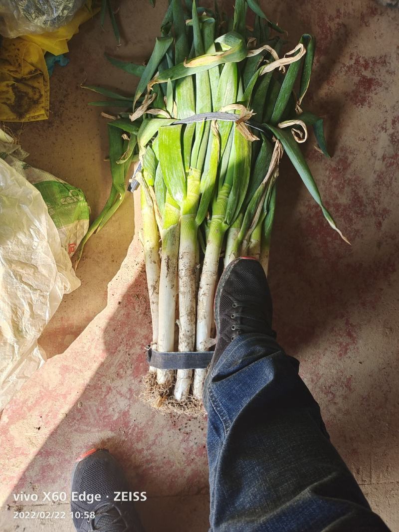 铁杆大葱，货源充足，常年供货