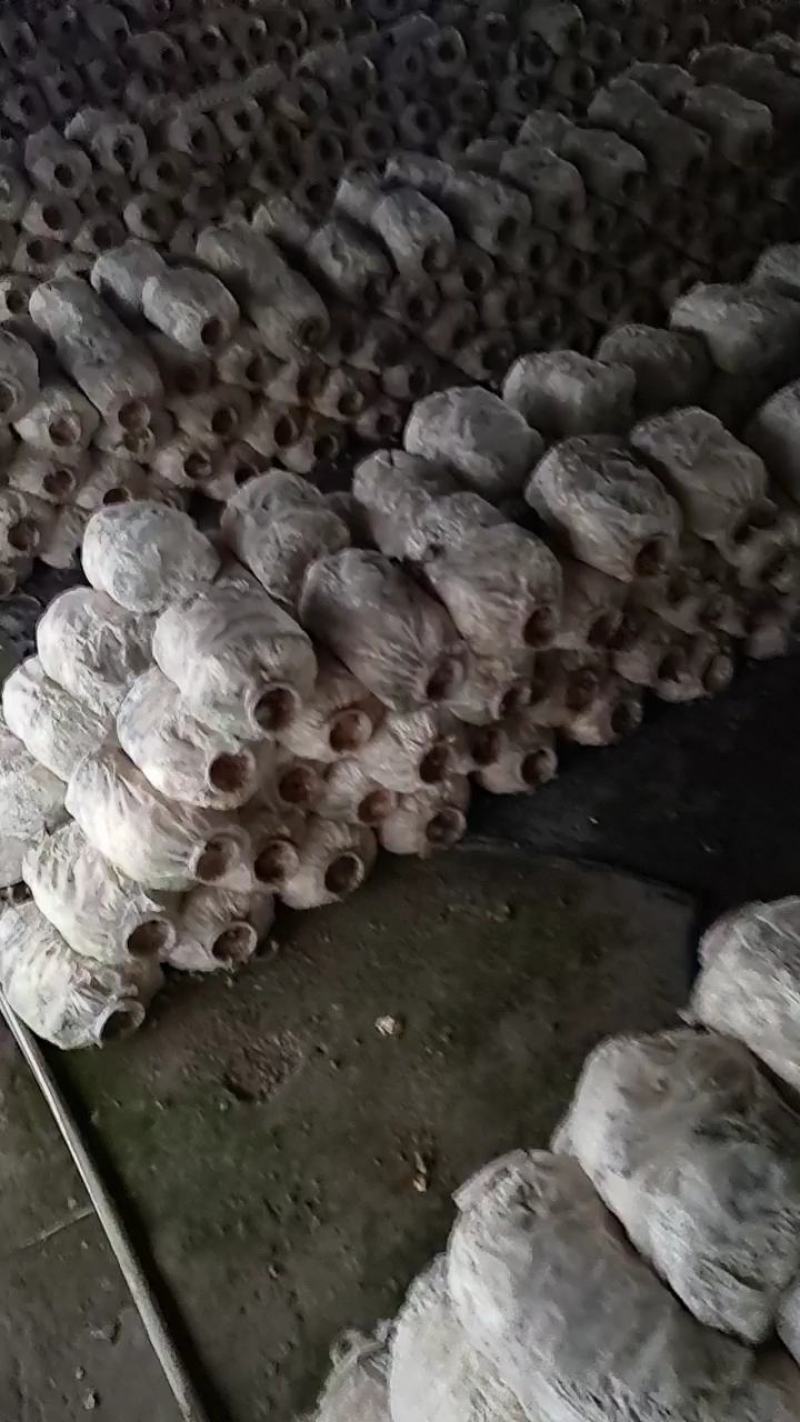 废平菇菌袋使用余有机肥花肥有需要的老板可以大量供