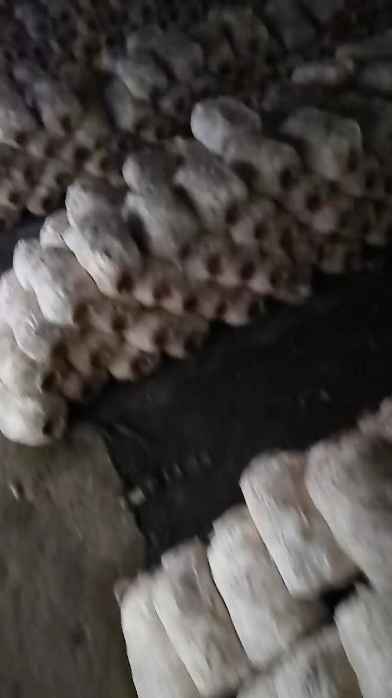 废平菇菌袋使用余有机肥花肥有需要的老板可以大量供