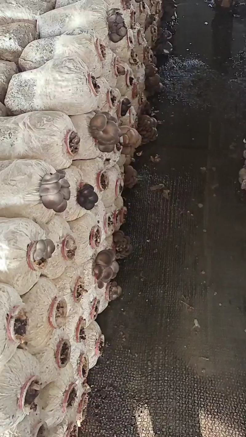 废平菇菌袋使用余有机肥花肥有需要的老板可以大量供