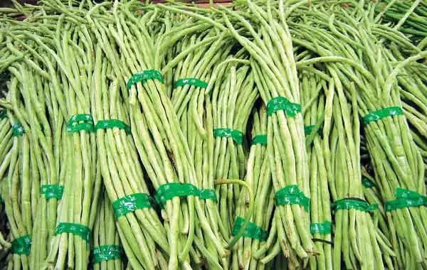 新鲜绿色的扁豆角成串悬挂,表面光滑无斑点,长度约10-12厘米,呈细长条状,背景为田园菜园环境 扁豆角特写