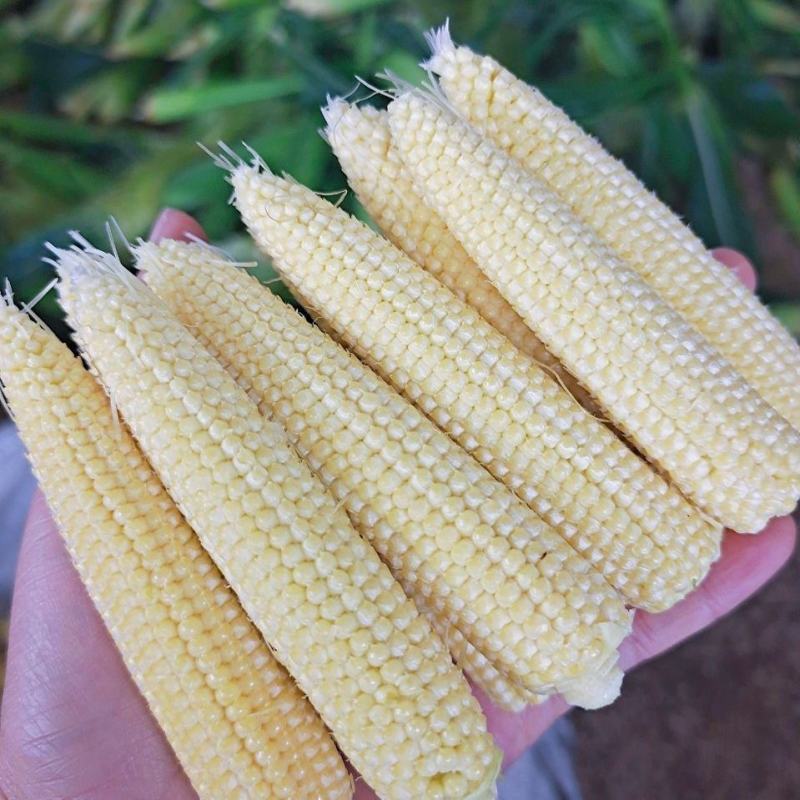 新鲜水果甜玉米笋现摘玉米芯玉米仔嫩玉米餐厅高档蔬菜包邮。