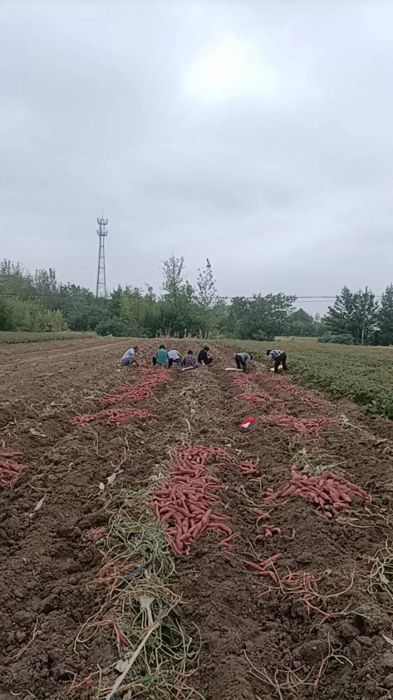 [精品]安徽西瓜红蜜薯大量上市质量保证