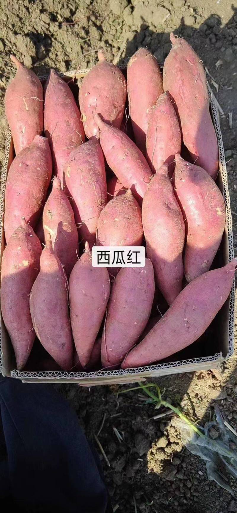 [精品]安徽西瓜红蜜薯大量上市质量保证