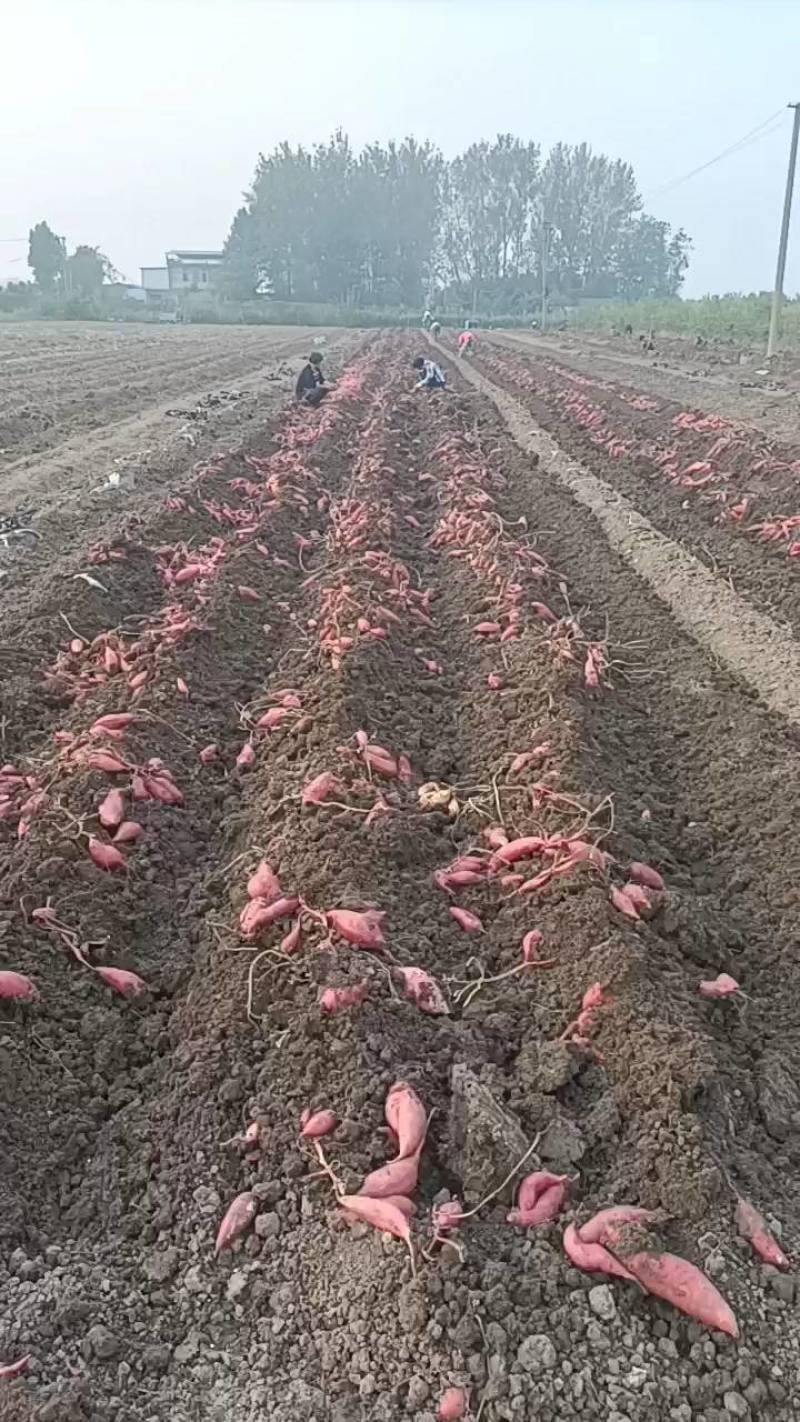 [精品]安徽西瓜红蜜薯大量上市质量保证