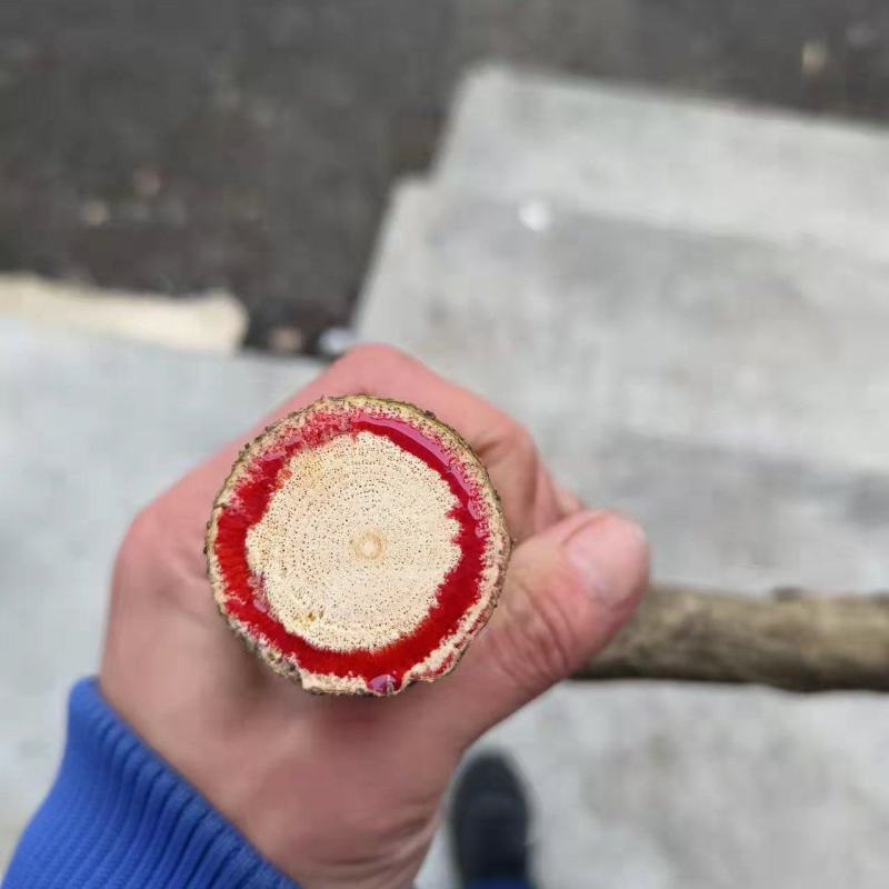 鸡血藤，三叶鸡血藤，五层风，马鹿花，紫梗藤