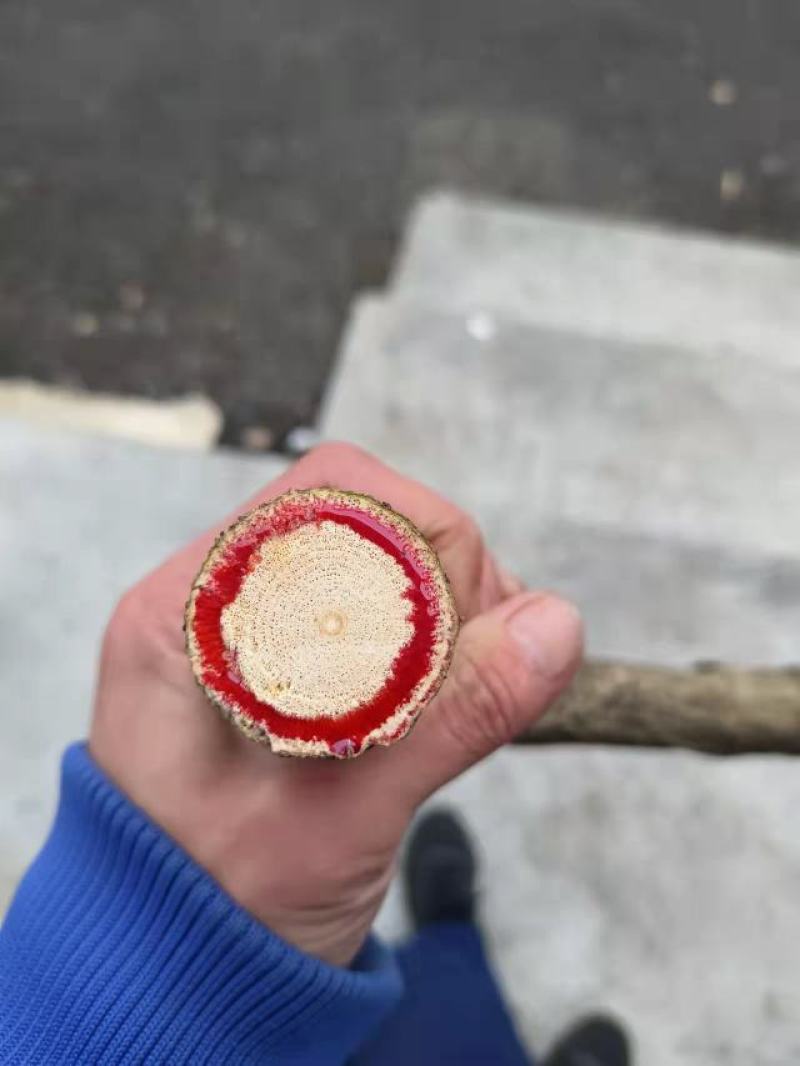 鸡血藤，三叶鸡血藤，五层风，马鹿花，紫梗藤