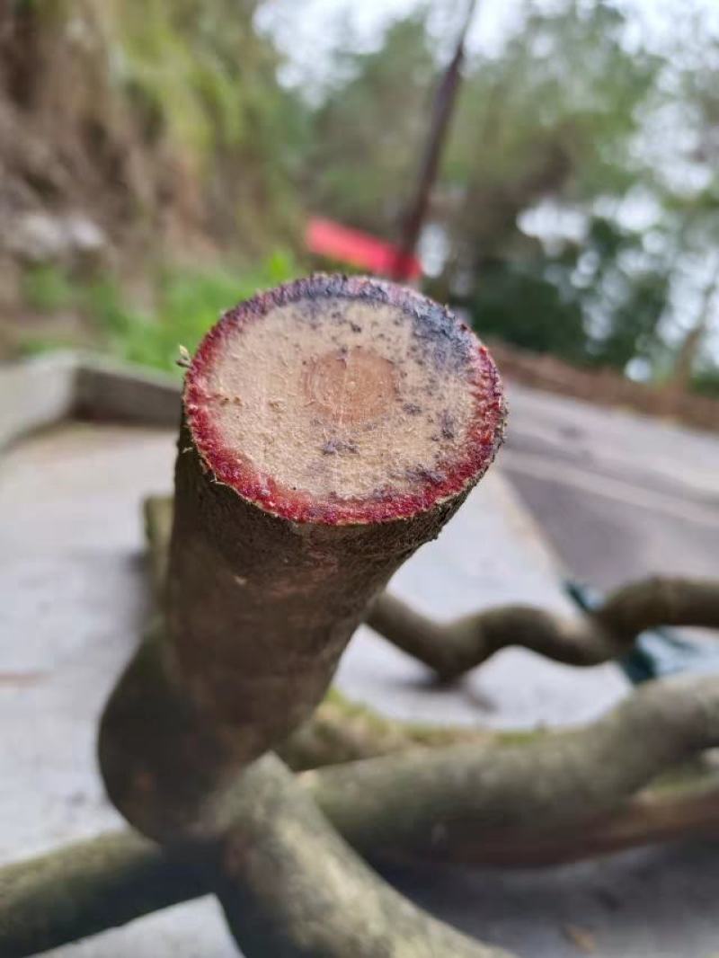 鸡血藤，三叶鸡血藤，五层风，马鹿花，紫梗藤