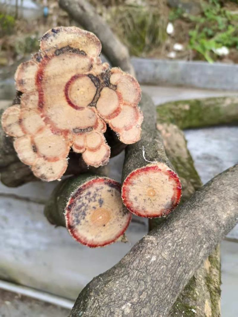 鸡血藤，三叶鸡血藤，五层风，马鹿花，紫梗藤