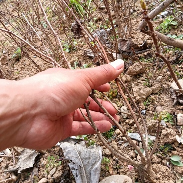 批发水果南五味子树苗保质保量包成活，基地直发无中间商。