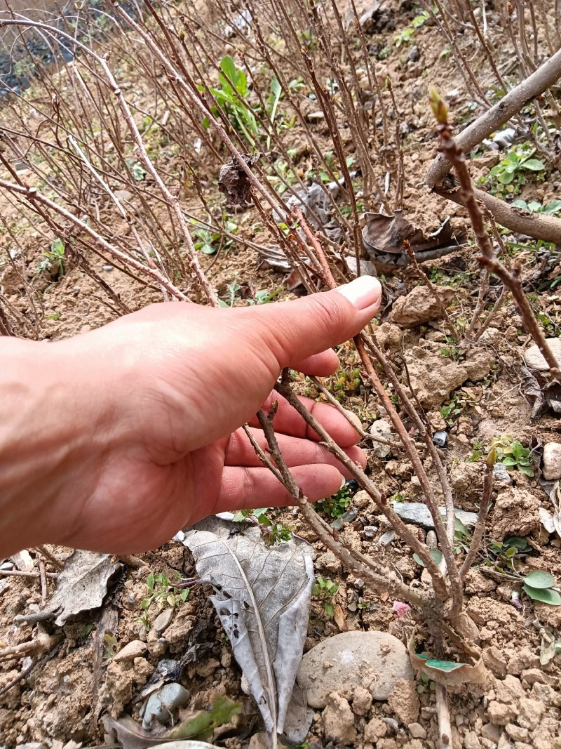 批发水果南五味子树苗保质保量包成活，基地直发无中间商。