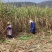 云南传统手工红糖彝族叶子红糖甘蔗红糖块古法土红糖