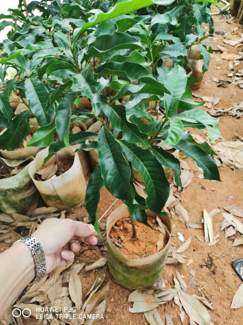 黄晶果嫁接苗冬蜜黄晶果靠接苗大果正宗台湾黄晶果树苗