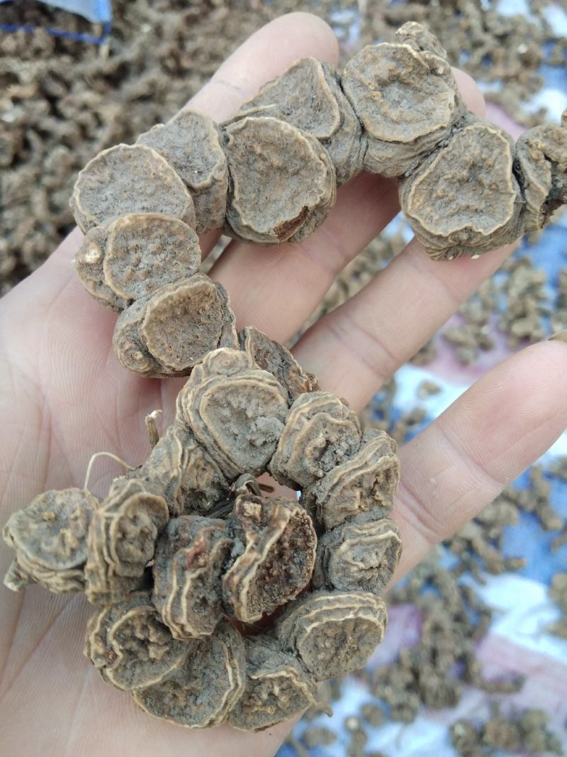八角莲江边一碗水一碗水500g