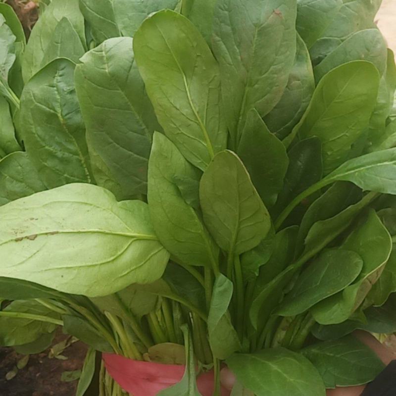 菠菜