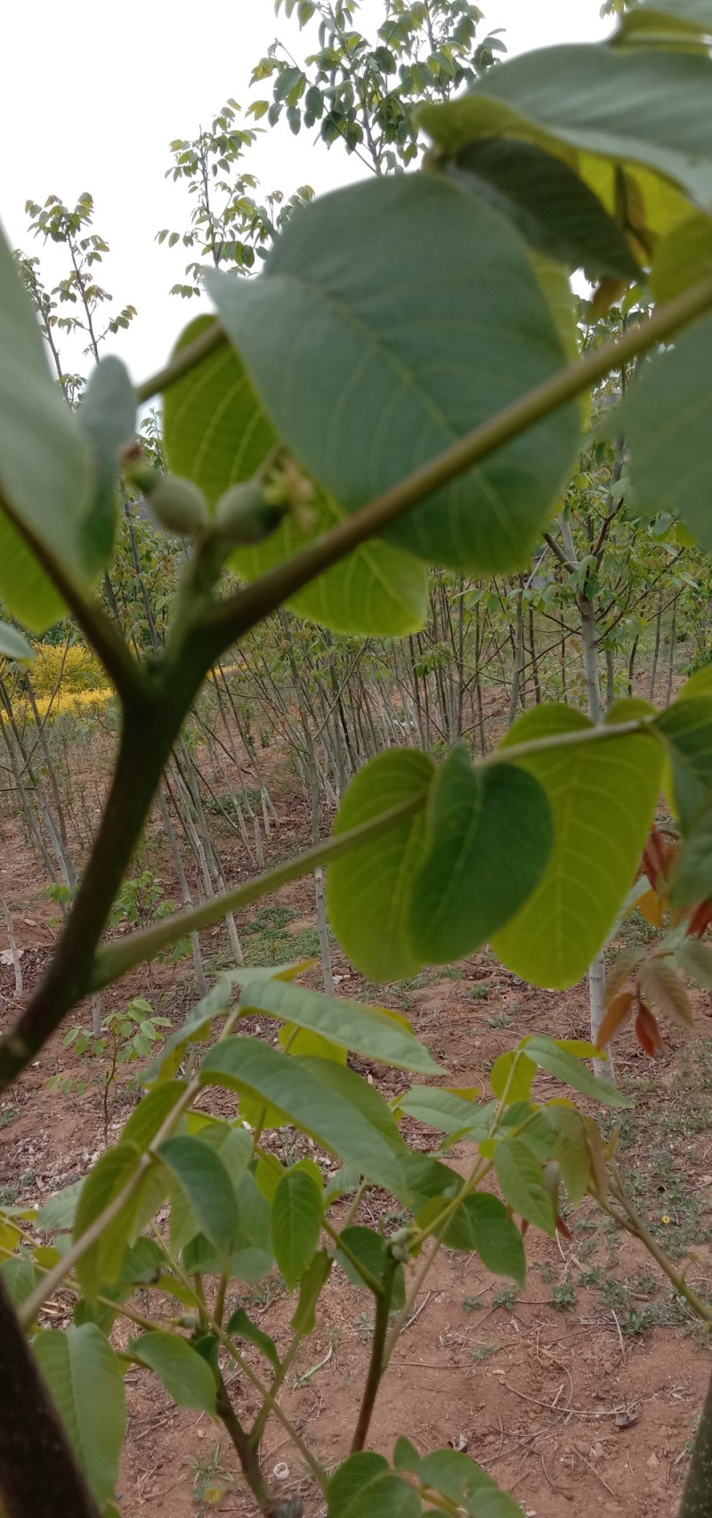 河北优质核桃苗，2/3年苗2/3/4公分害占地嫁接都可以