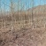 河北优质核桃苗，2/3年苗2/3/4公分害占地嫁接都可以
