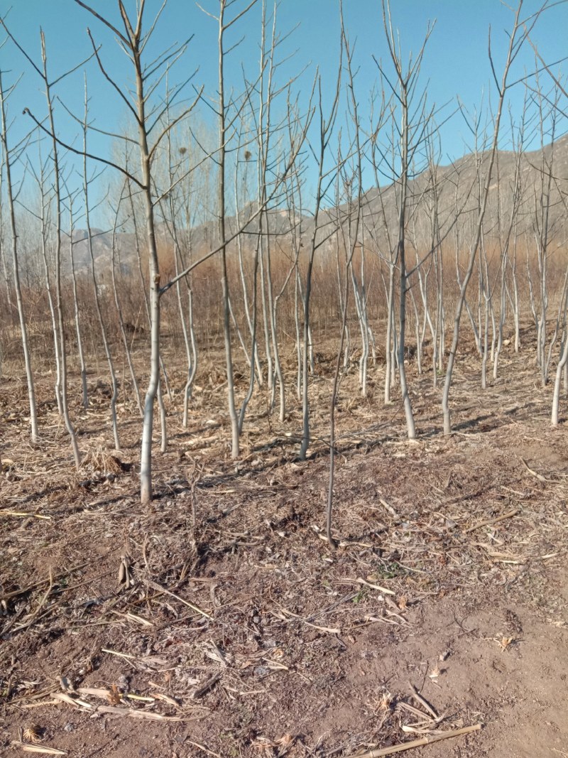 河北优质核桃苗，2/3年苗2/3/4公分害占地嫁接都可以