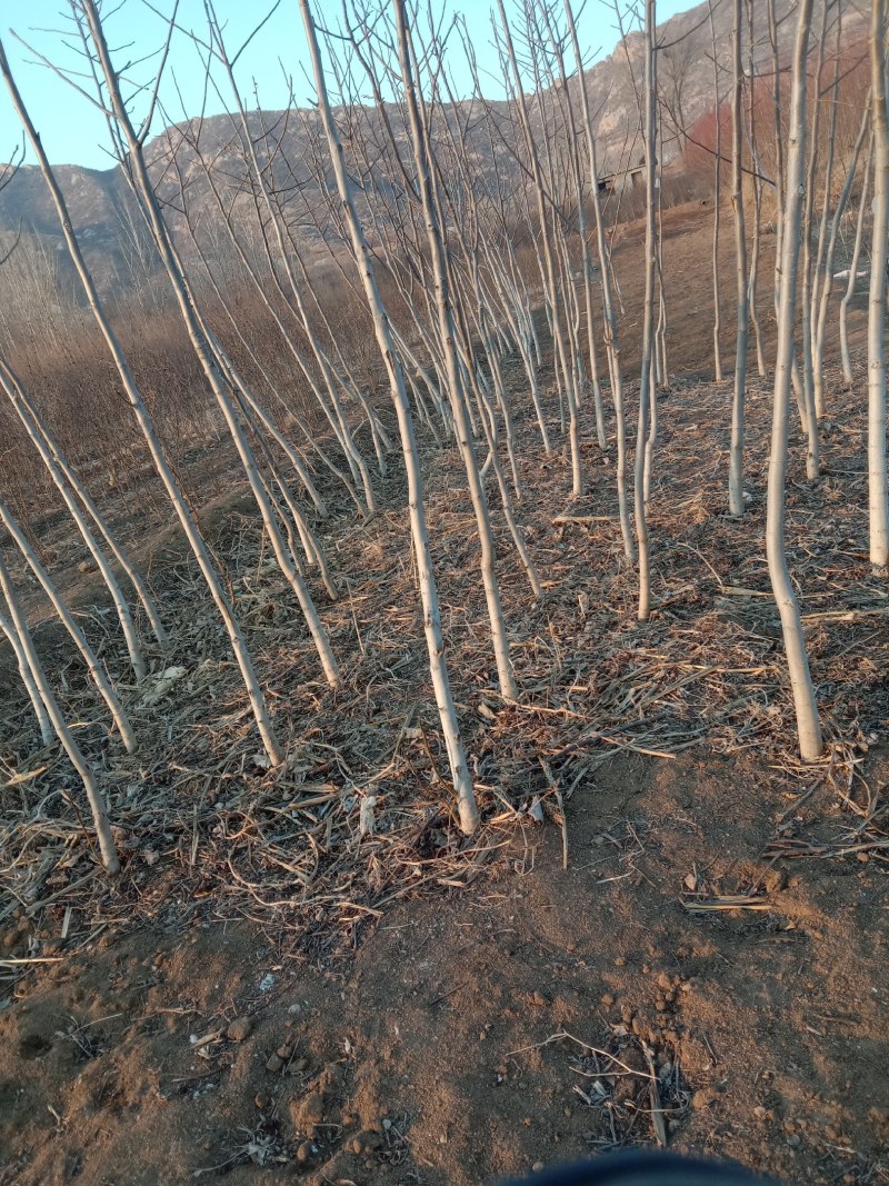 河北优质核桃苗，2/3年苗2/3/4公分害占地嫁接都可以