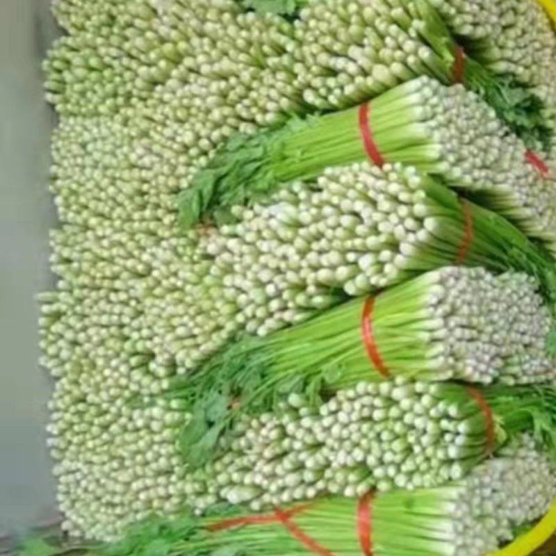 山东。精品芹菜一手货源，品质保证代发全国各地。