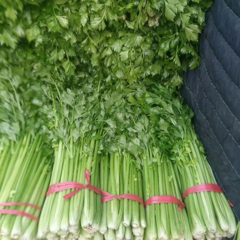 山东。精品芹菜一手货源，品质保证代发全国各地。