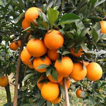 【甜果】湖南纽荷尔脐橙子纯甜橙子橘子代收代办代发批发