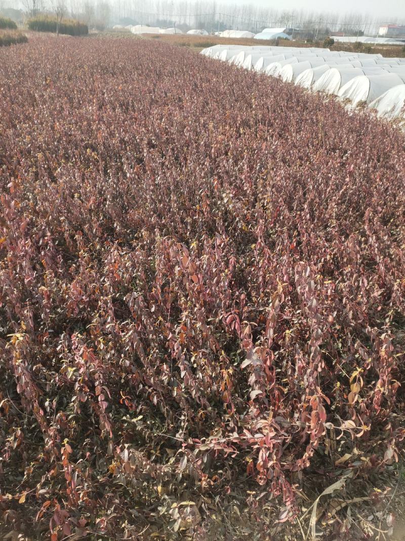 小叶扶芳藤批发基地，拓农园林小叶扶芳藤价格低，货源充足