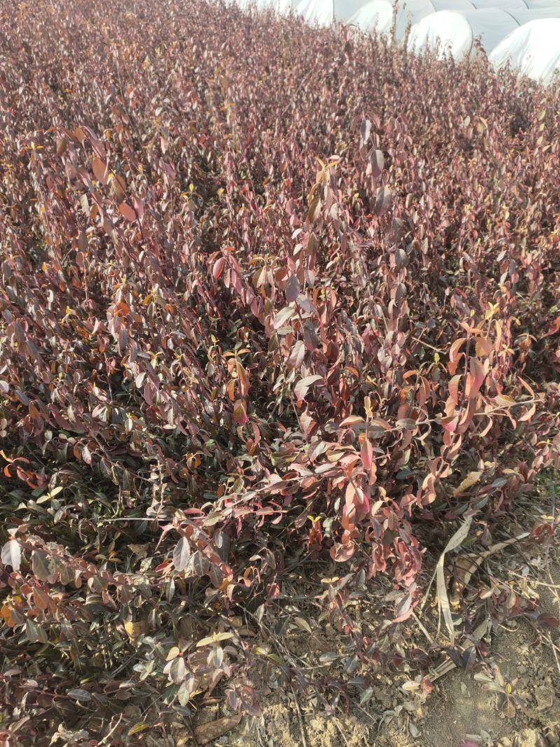 小叶扶芳藤批发基地，拓农园林小叶扶芳藤价格低，货源充足