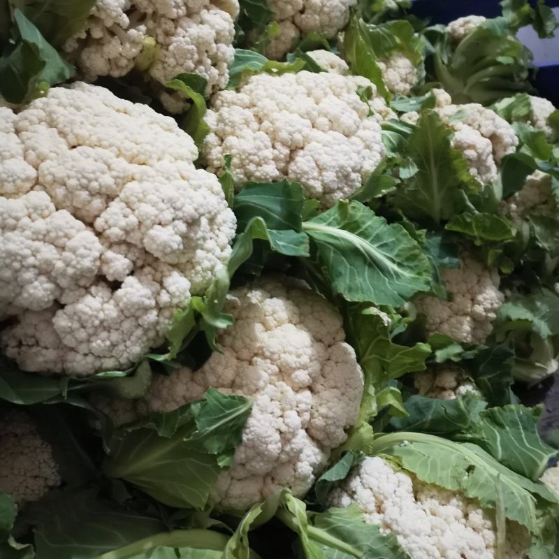 越冬有机花菜大量上市中，质量好价格低有需要的联系。