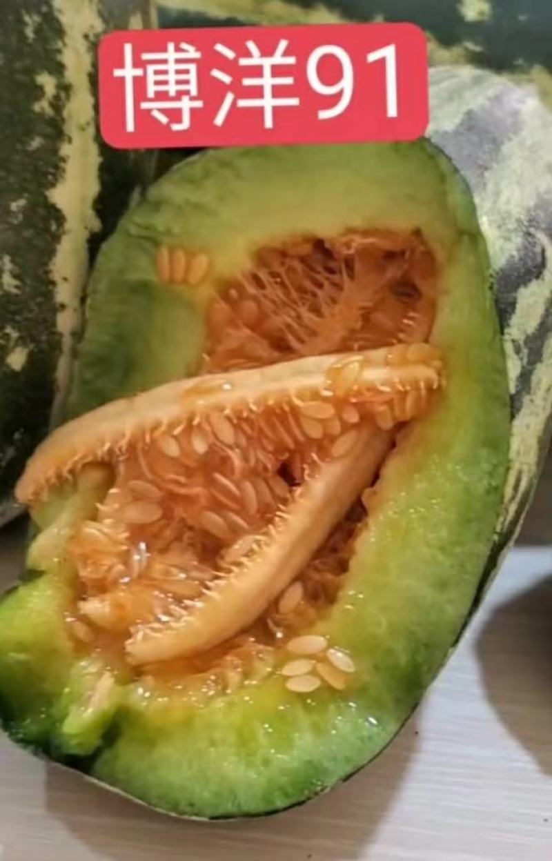博洋系列甜瓜批发香瓜大量供货，产地直发，保质保量