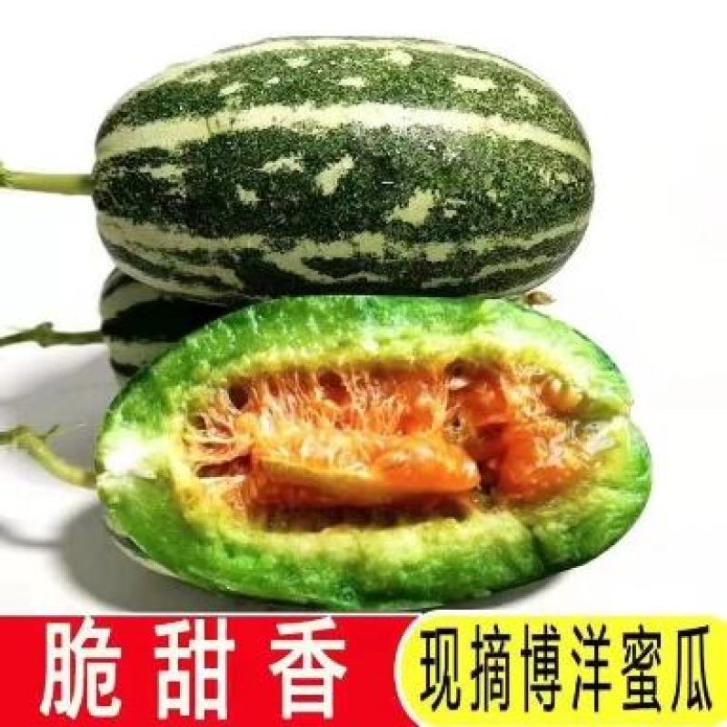 博洋系列甜瓜批发香瓜大量供货，产地直发，保质保量