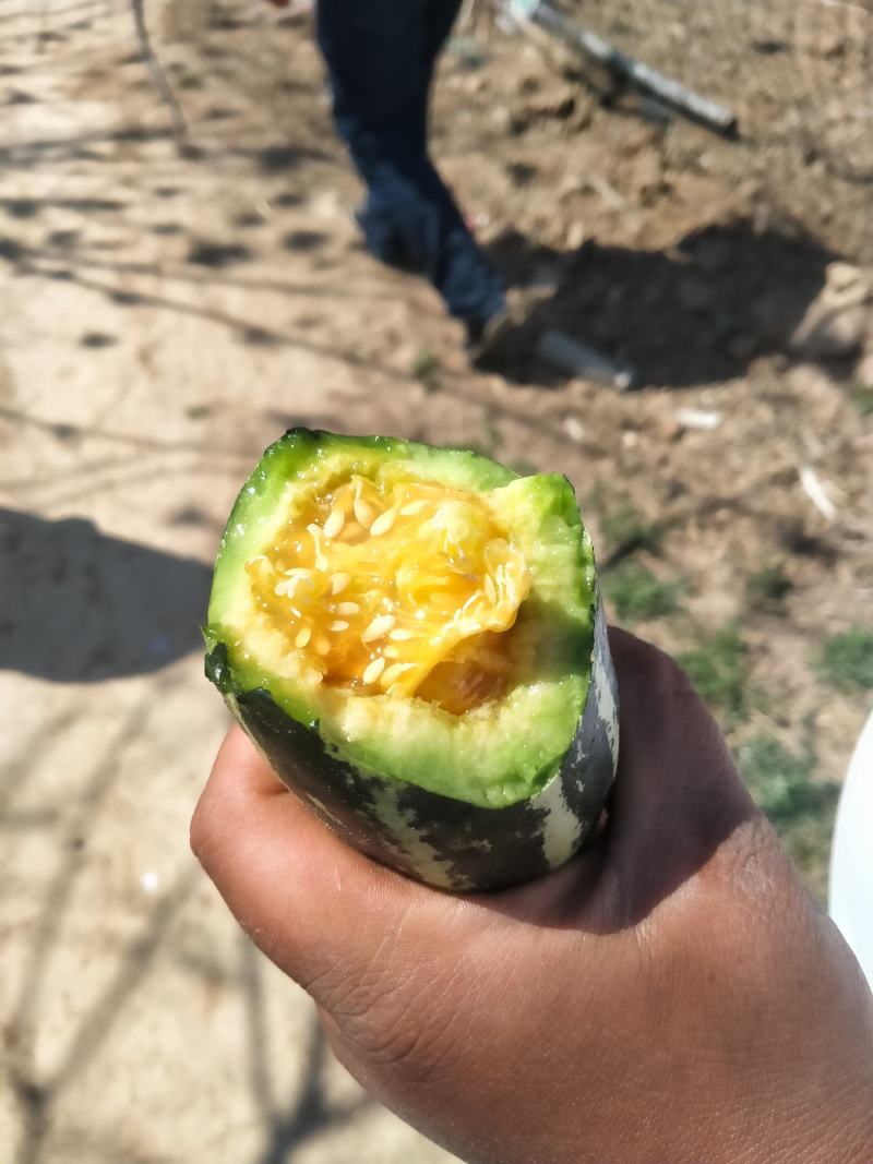 博洋系列甜瓜批发香瓜大量供货，产地直发，保质保量