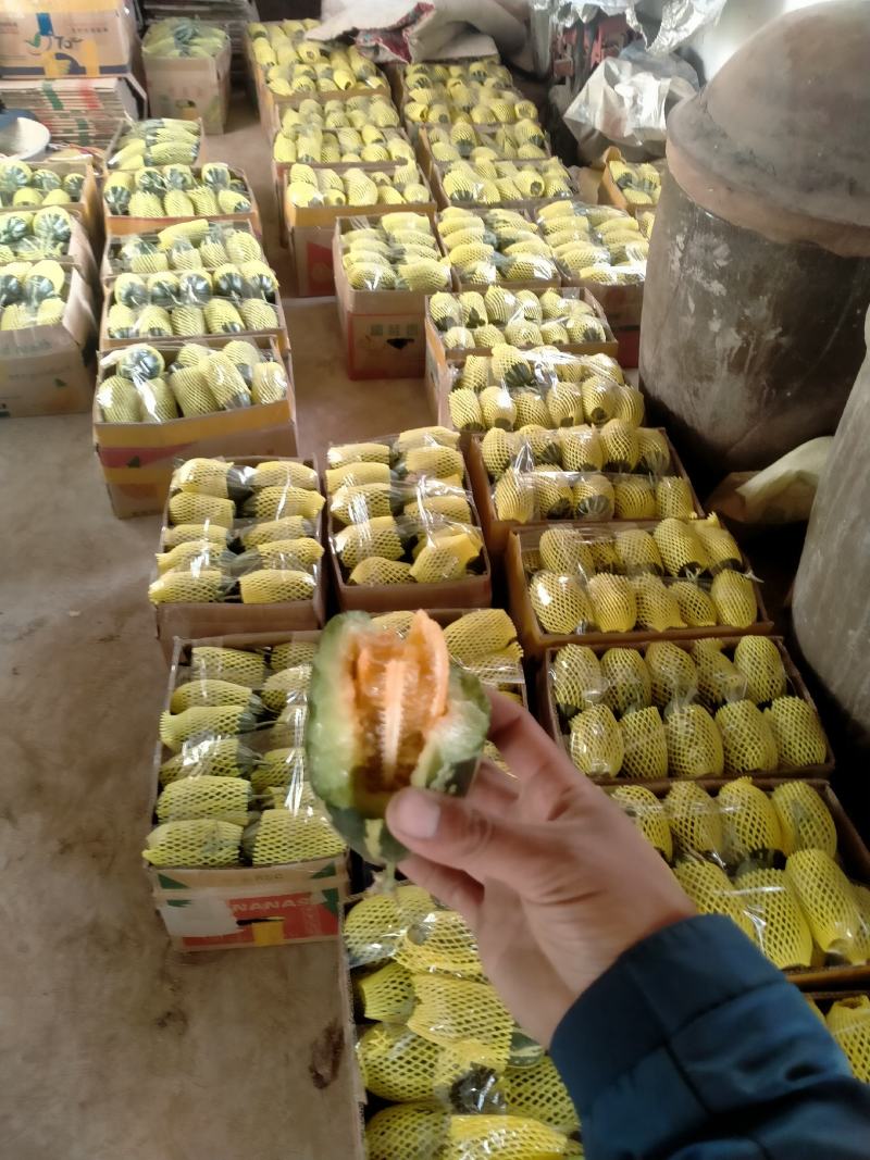 博洋系列甜瓜批发香瓜大量供货，产地直发，保质保量