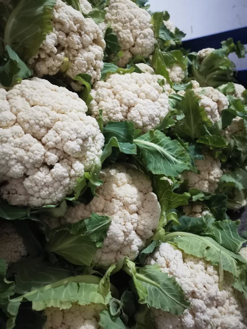 越冬有机花菜大量上市中，质量好价格低有需要的联系。