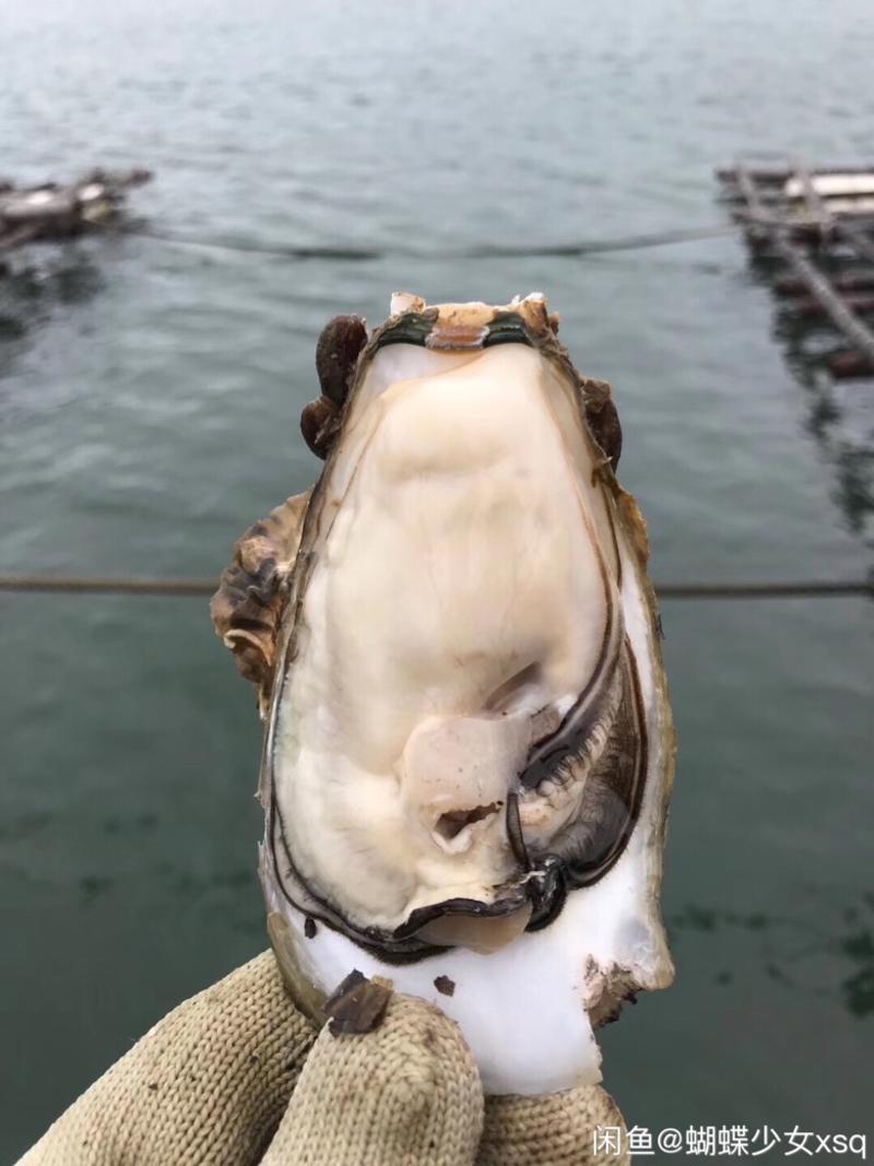 广东生蚝台山肥美薄壳蚝场直发清蒸烧烤生蚝