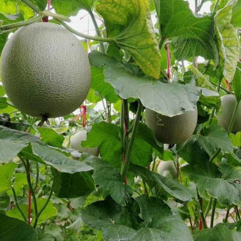 一件代发【玫珑蜜瓜】蜜瓜，玫珑蜜瓜，蜜瓜