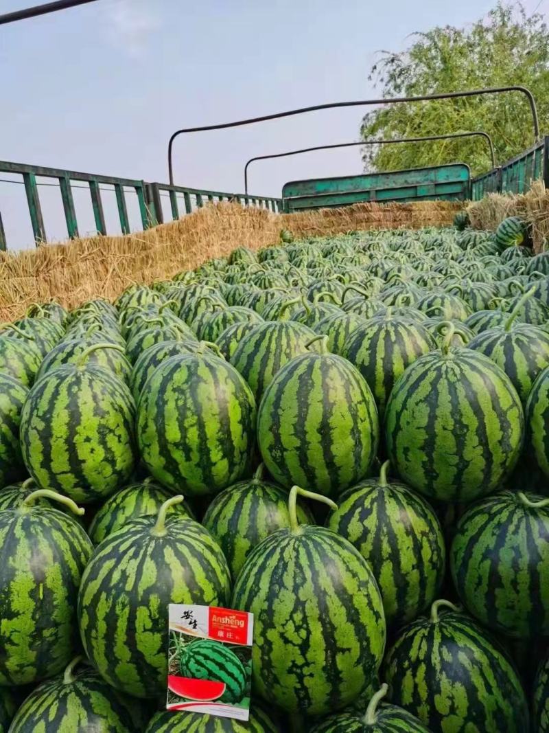 阜城县甜王西瓜。大量上市，产地直发，保质保量！