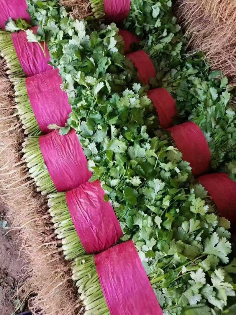 通货香菜