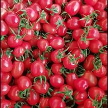 万亩圣女果红果大量供货，产地直发，保质保量