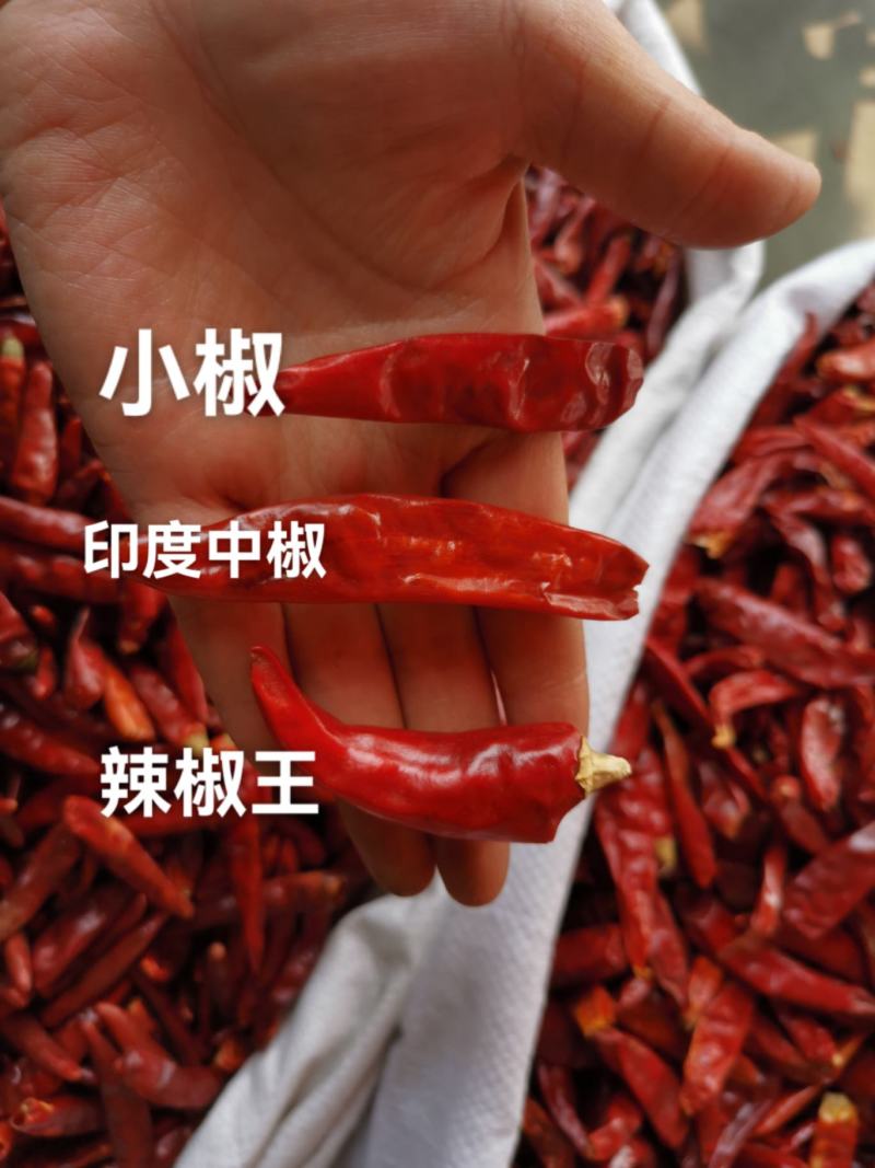 新疆子弹头辣椒王新一代干辣椒味道又香又辣