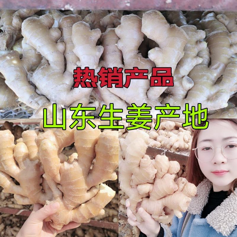 山东优选大黄姜大量供应【全国发货坏烂包赔】质量保证
