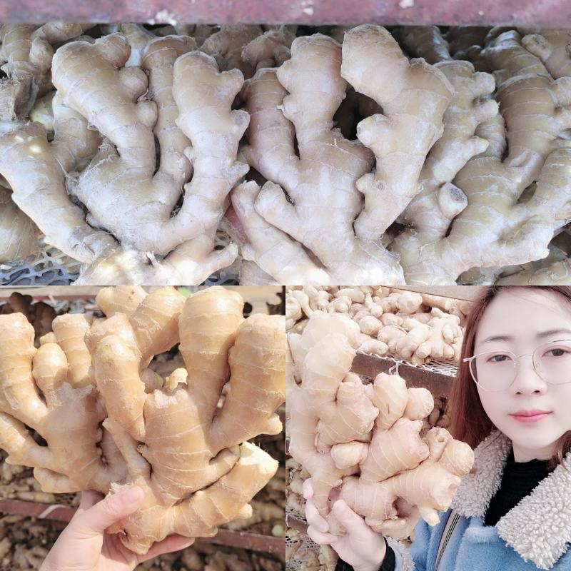 山东优选大黄姜大量供应【全国发货坏烂包赔】质量保证