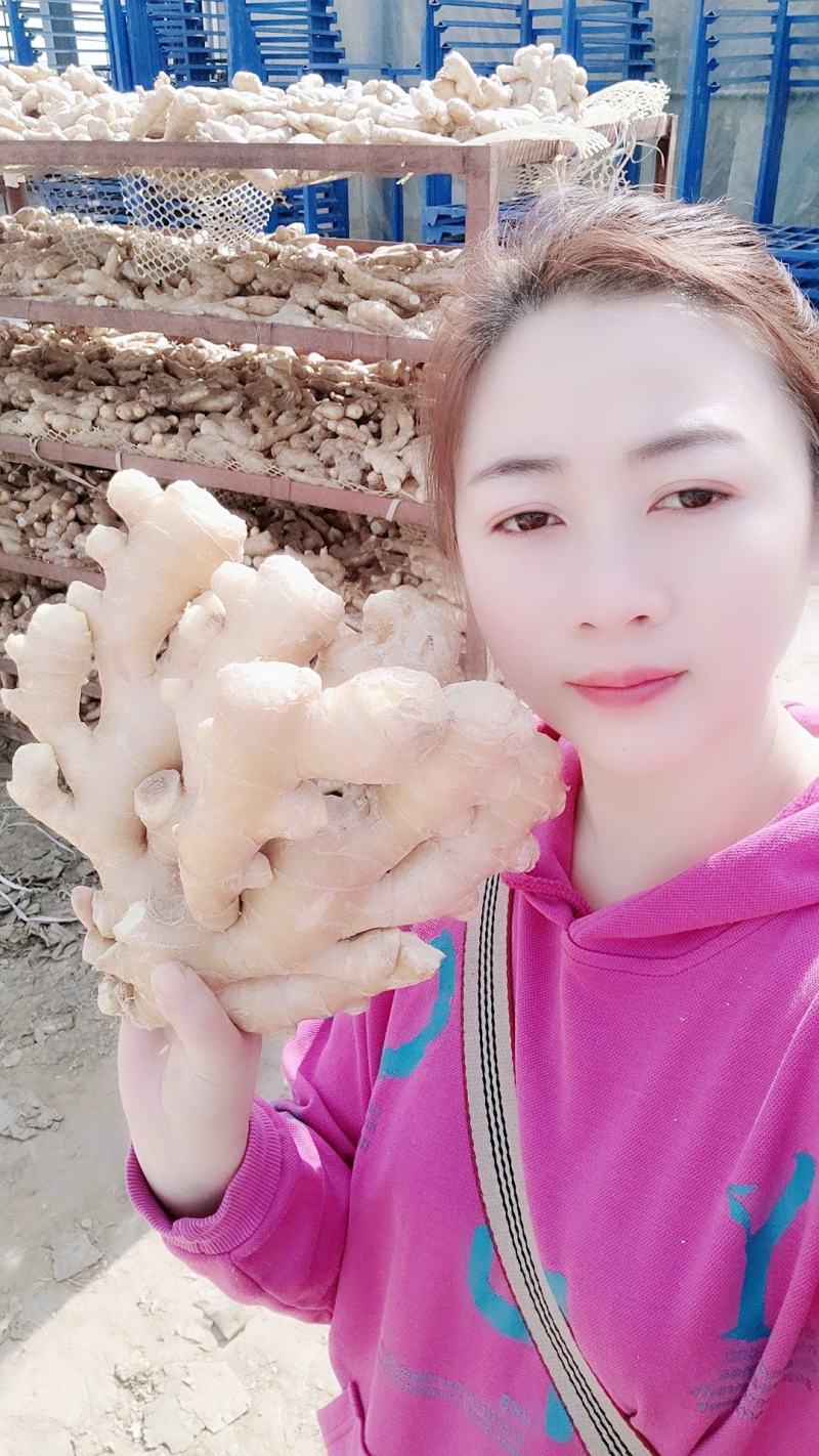 山东优选大黄姜大量供应【全国发货坏烂包赔】质量保证